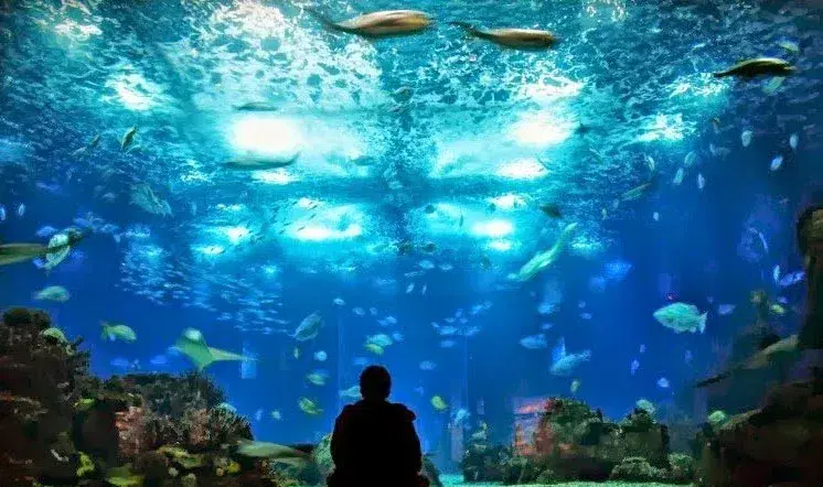 biggest-aquarium-oceanario-lisboa