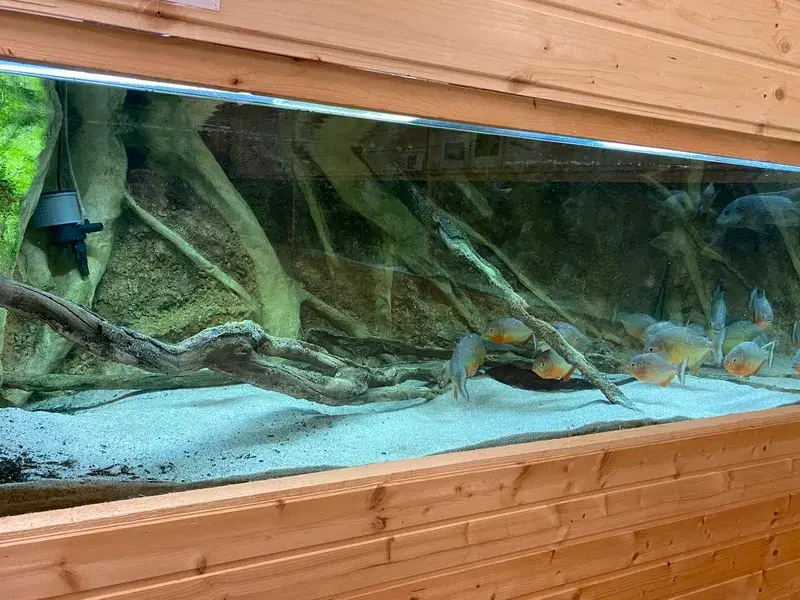 fish-and-plant-life-in-your-aquarium