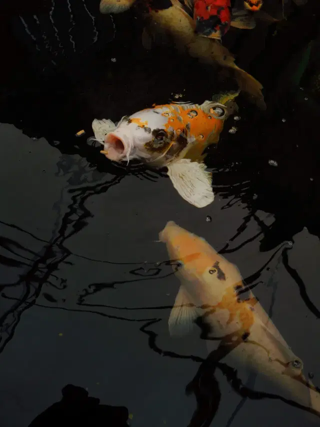 homemade-fish-food-aquadecor