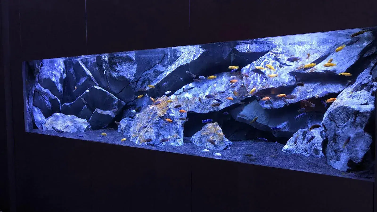 lake-malawi-cichlids-aquarium-background