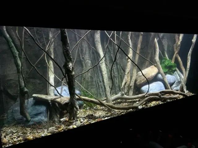 natural-or-artificial-aquarium-backgrounds