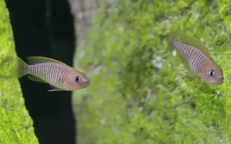 neolamprologus-multifasciatus