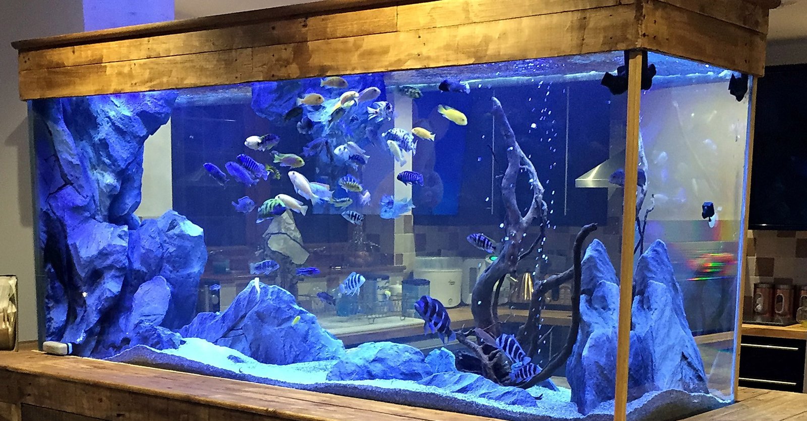 automated aquarium