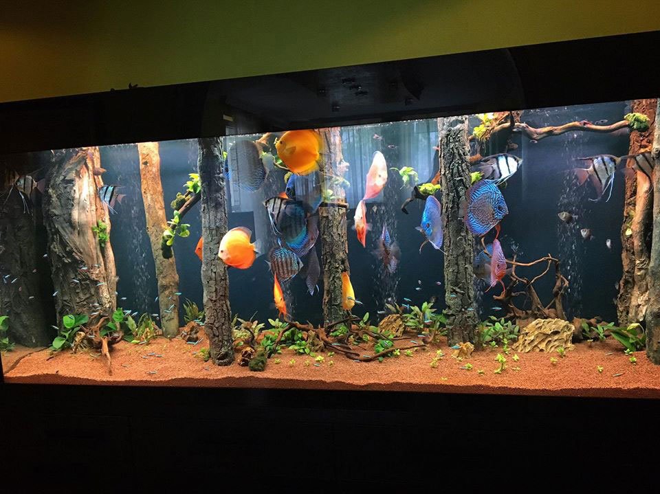 3D Aquarium background, model E in a fish tank