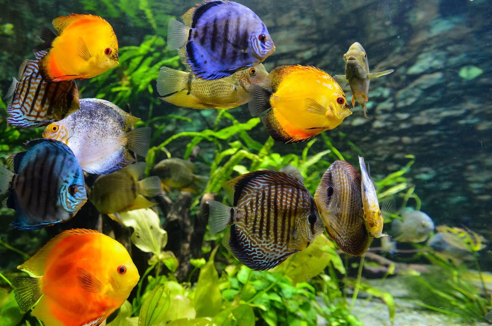 Aquarium plants and discus fish