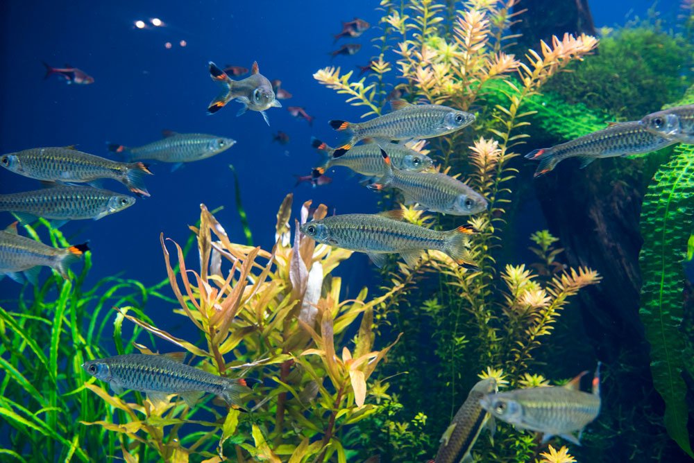 aquarium environment - Aquarium and Aquaristics