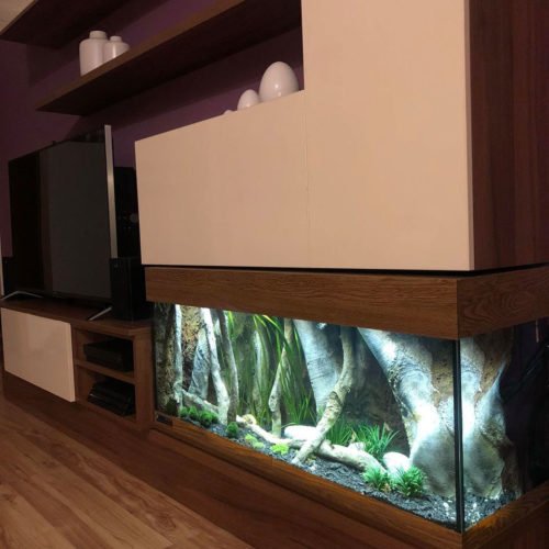 WHY CHOOSE AFRICAN CICHLIDS FOR PETS? - Aquadecor
