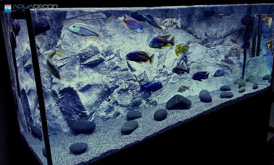 Modern aquarium background - caprice or a real need? - Aquadecor