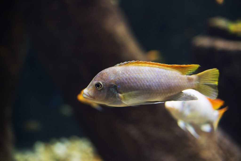 Create a natural habitat for Malawi Cichlids in your aquarium.