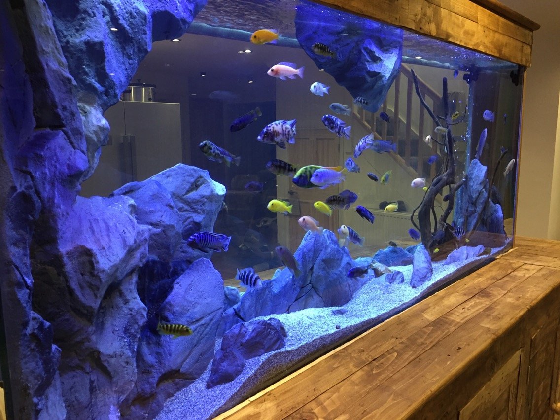3d aquarium background for fish tanks