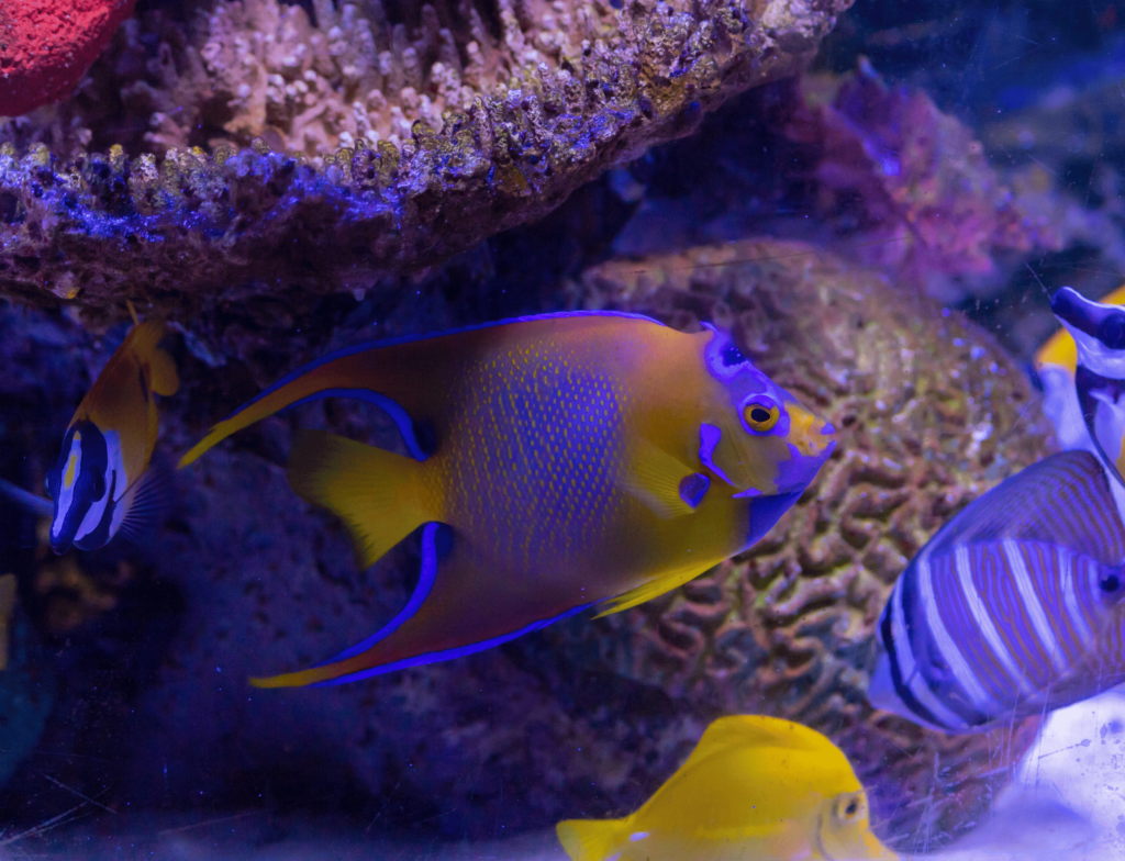 UV filter in aquarium