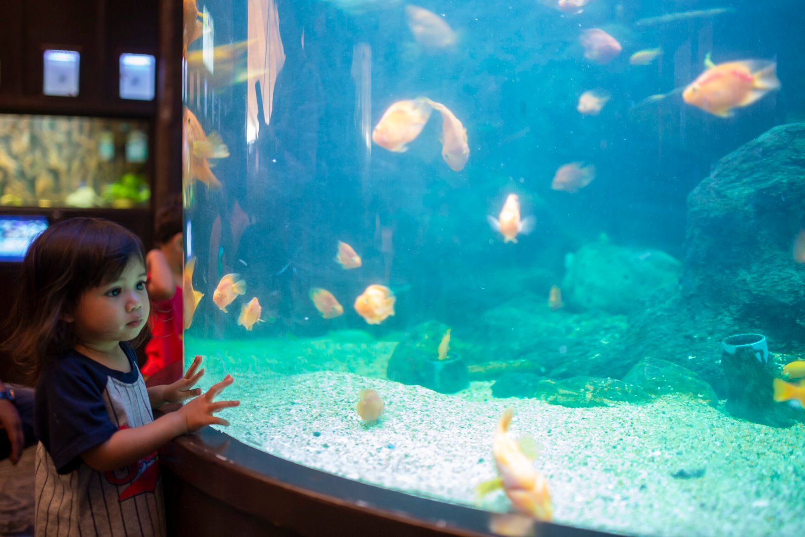little girl watching fishes in aquarium, kids learn underwater life