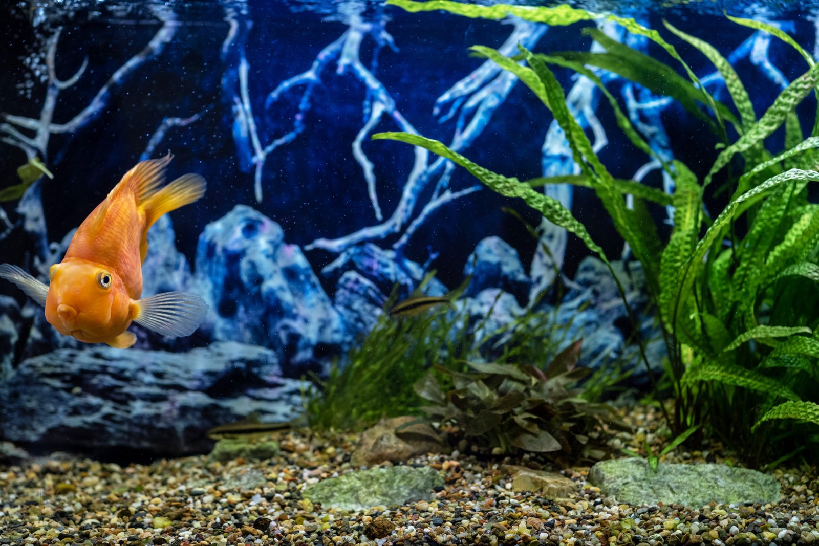 Aquascaping Guide: How To Create An Underwater Paradise